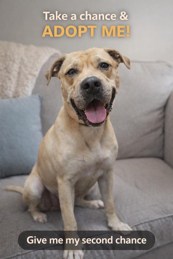 Athena, a Adoptable Mastiff in Mauston, WI image 2/4