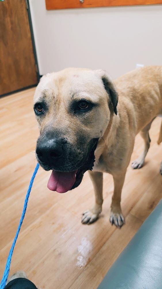 Athena, a Adoptable Mastiff in Mauston, WI image 3/4