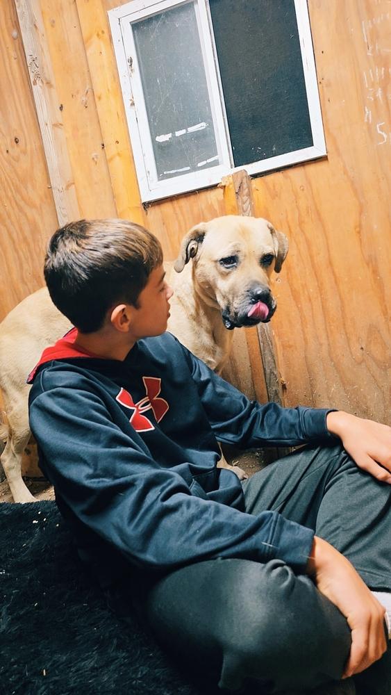 Athena, a Adoptable Mastiff in Mauston, WI image 4/4