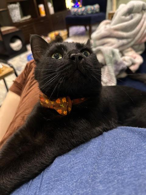 Enlarge Jiji, a Adoptable Domestic Short Hair in Flushing, NY image 1/3