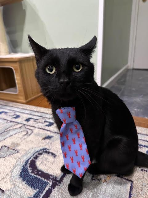 Enlarge Jiji, a Adoptable Domestic Short Hair in Flushing, NY image 2/3