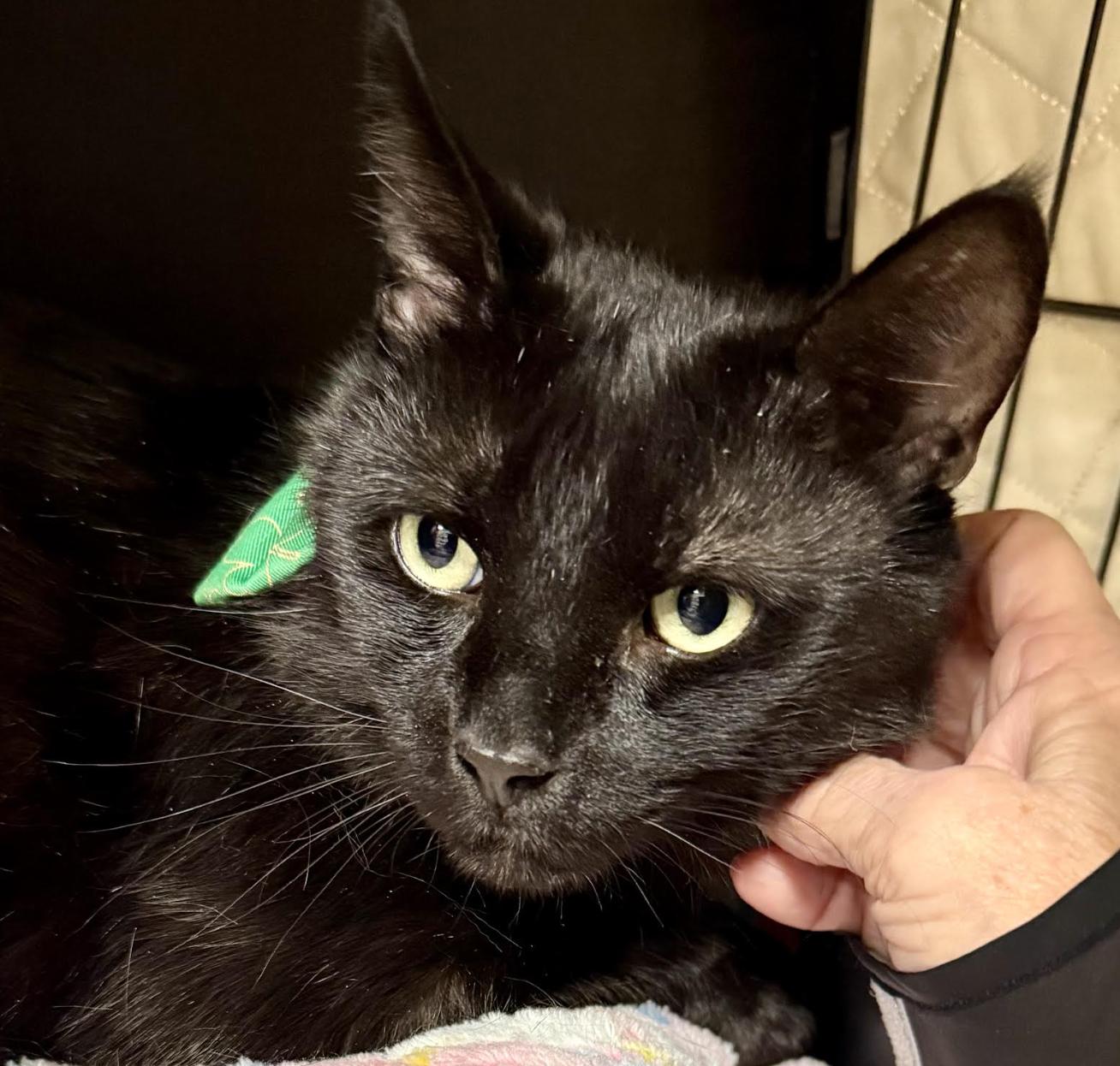 Enlarge Jiji, a Adoptable Domestic Short Hair in Flushing, NY image 3/3