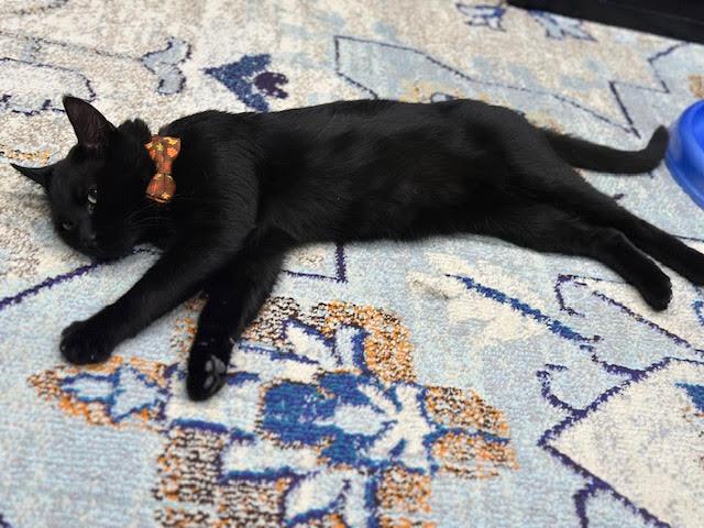 Enlarge Jiji, a Adoptable Domestic Short Hair in Flushing, NY image 3/3