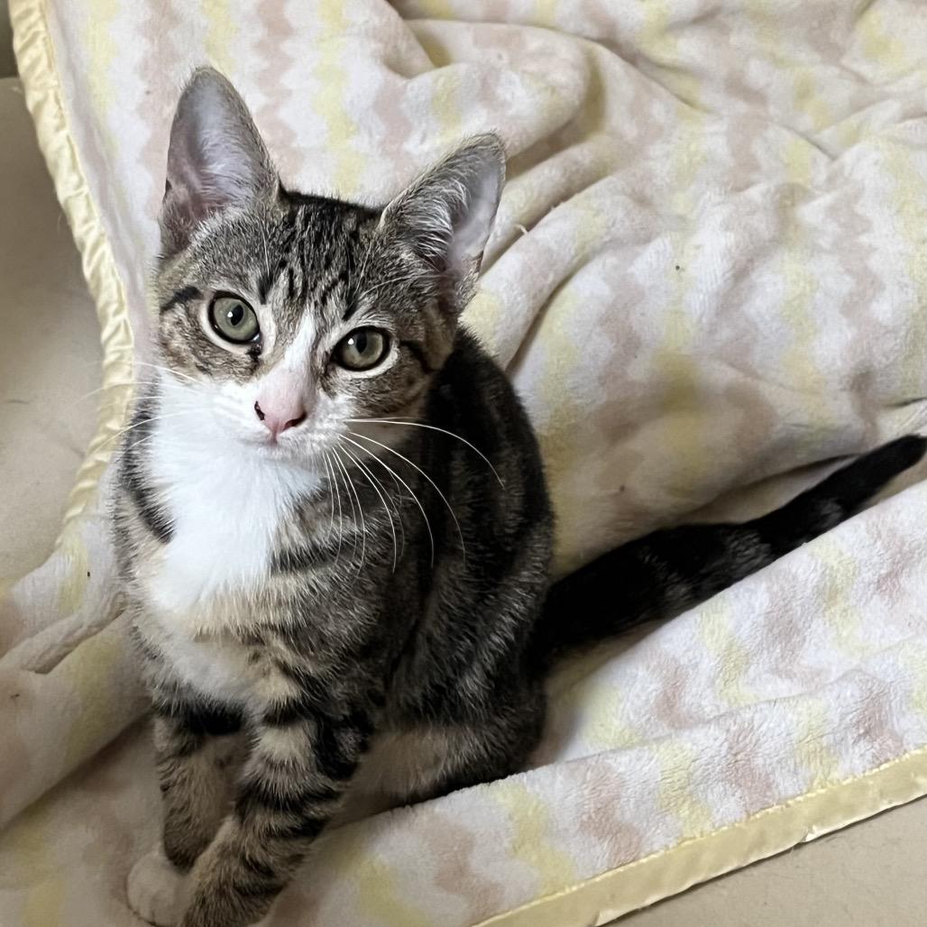 Lucy, Adoptable, Kitten Female Domestic Short Hair.