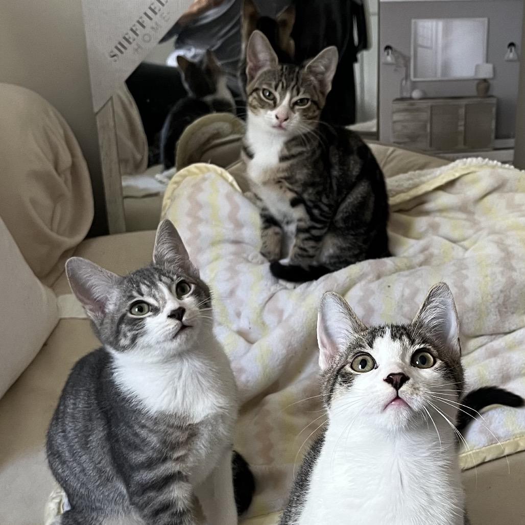 Lucy, a Adoptable Domestic Short Hair in Westport, CT image 2/2