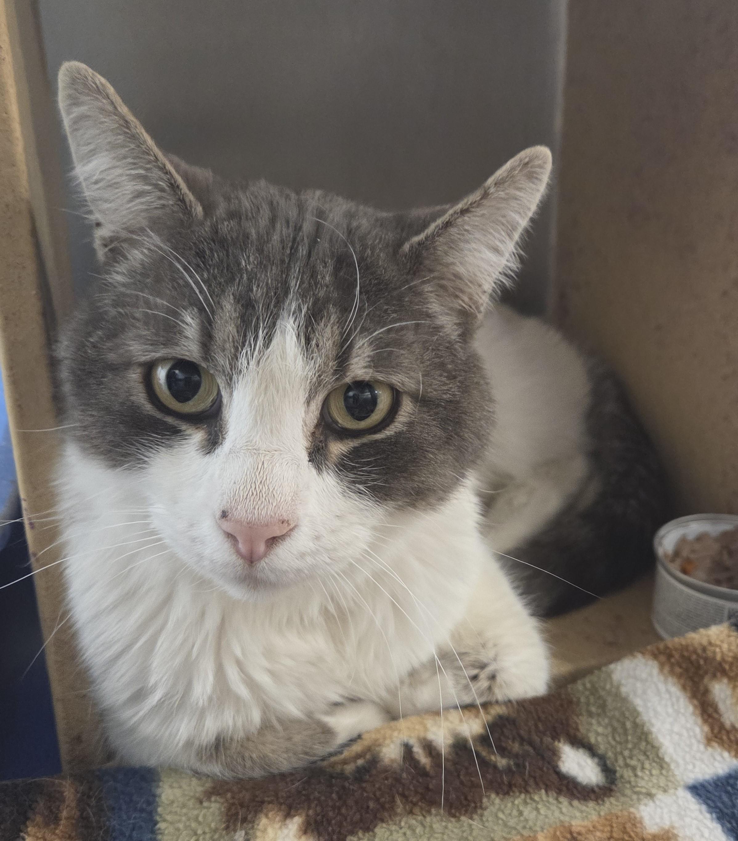 Tuna, adopted, Young Male Domestic Short Hair.