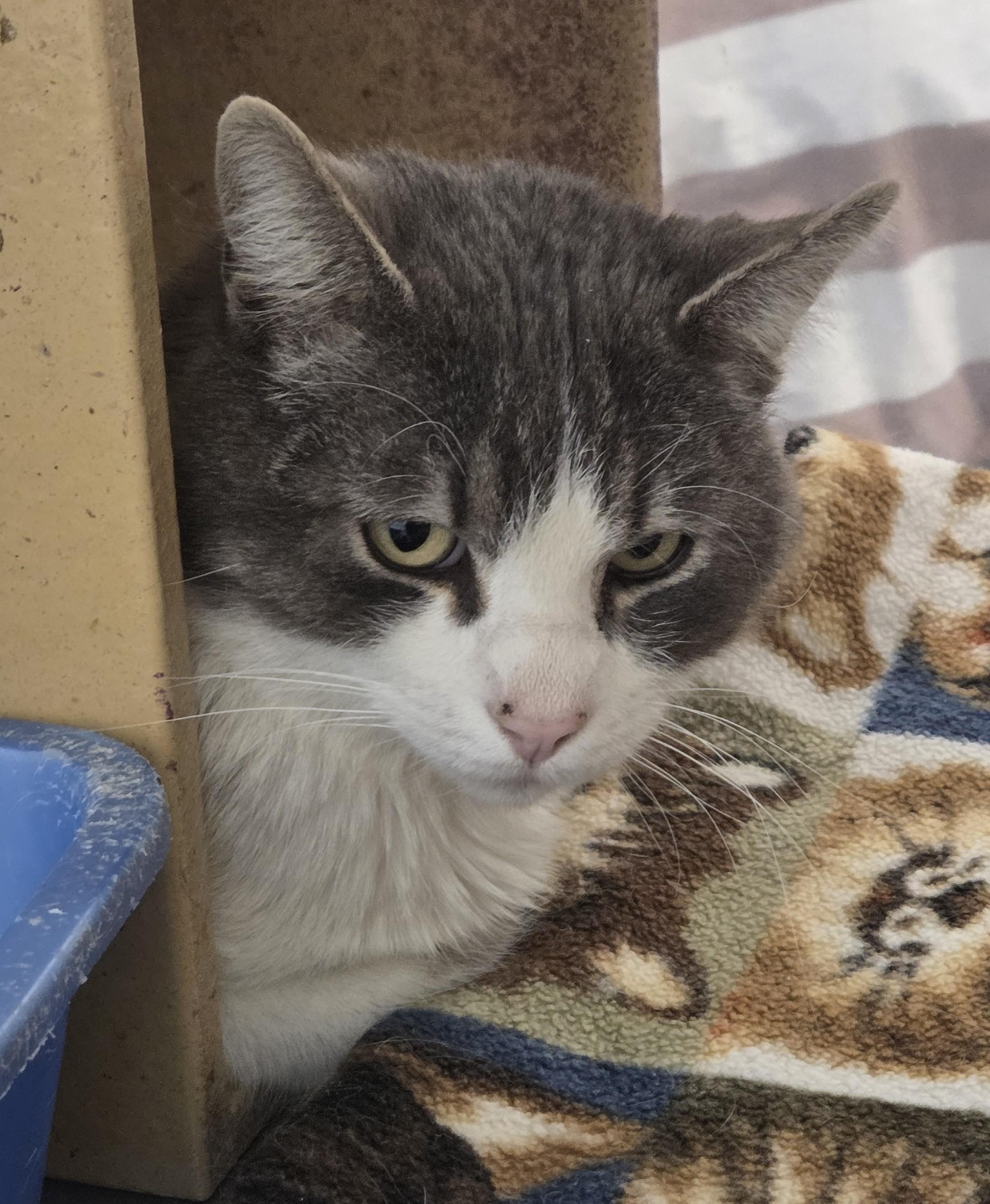 Enlarge Tuna, an adopted Domestic Short Hair in Millville, UT image 2/2