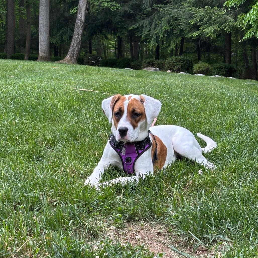 Faith Baby, Adoptable, Adult Female Hound.