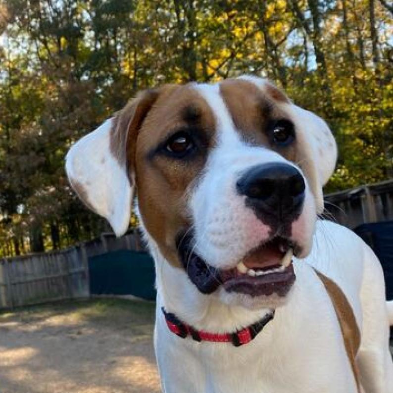 Faith Baby, Adoptable, Adult Female Hound.