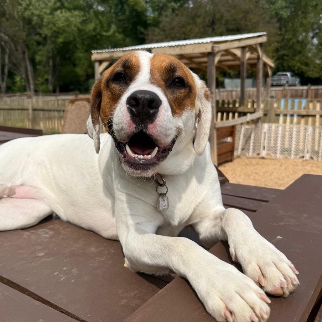 Enlarge Faith Baby, a Adoptable mixed breed in Fairfax Station, VA image 2/6