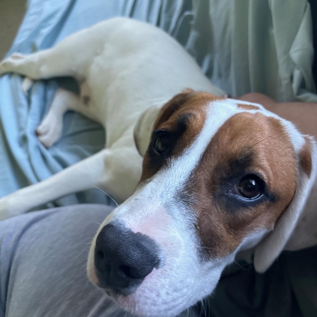 Enlarge Faith Baby, a Adoptable mixed breed in Fairfax Station, VA image 3/6