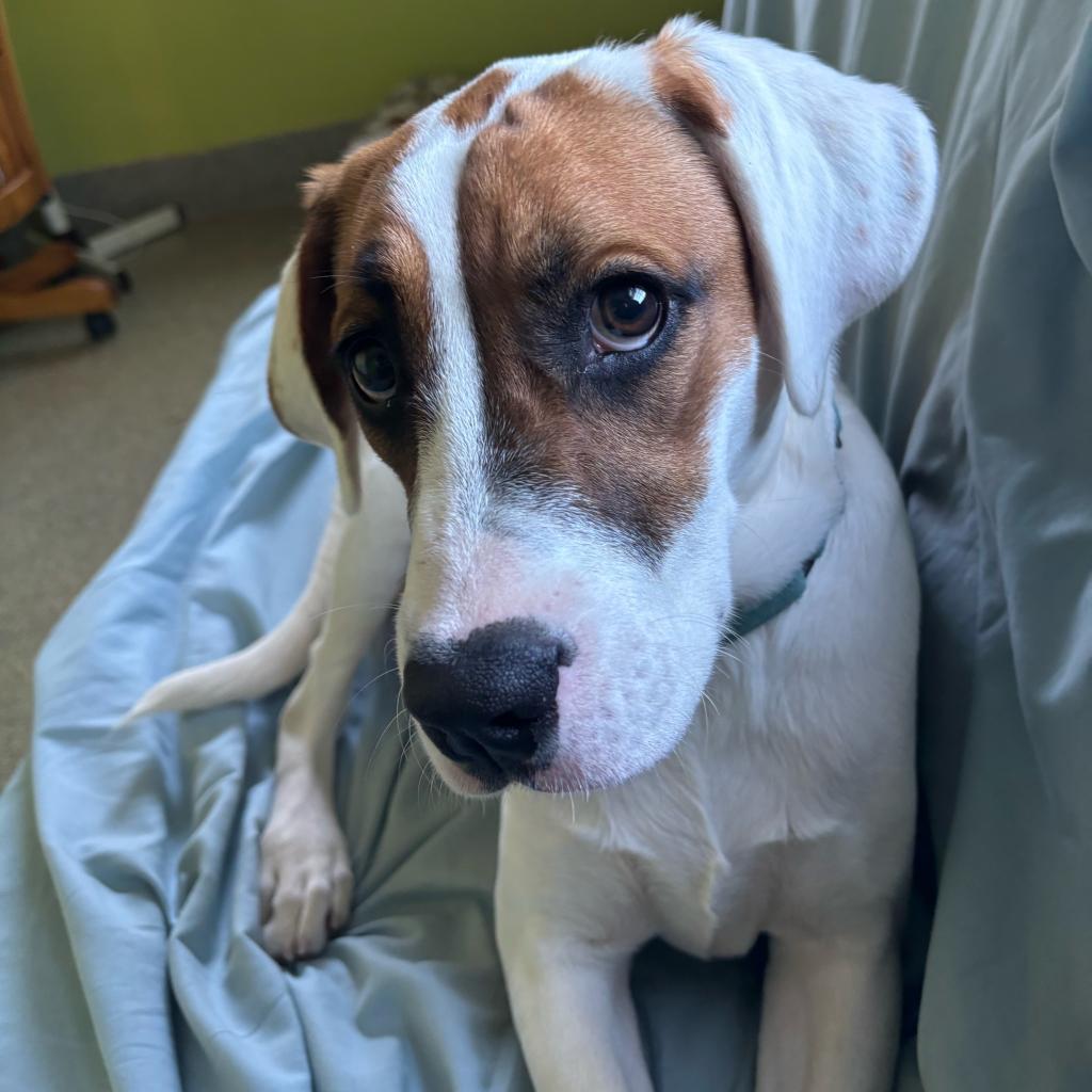 Enlarge Faith Baby, a Adoptable mixed breed in Fairfax Station, VA image 5/6