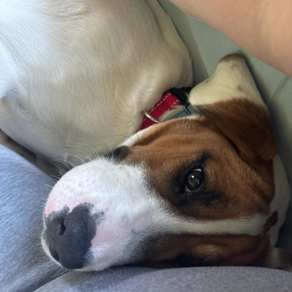 Enlarge Faith Baby, a Adoptable mixed breed in Fairfax Station, VA image 6/6