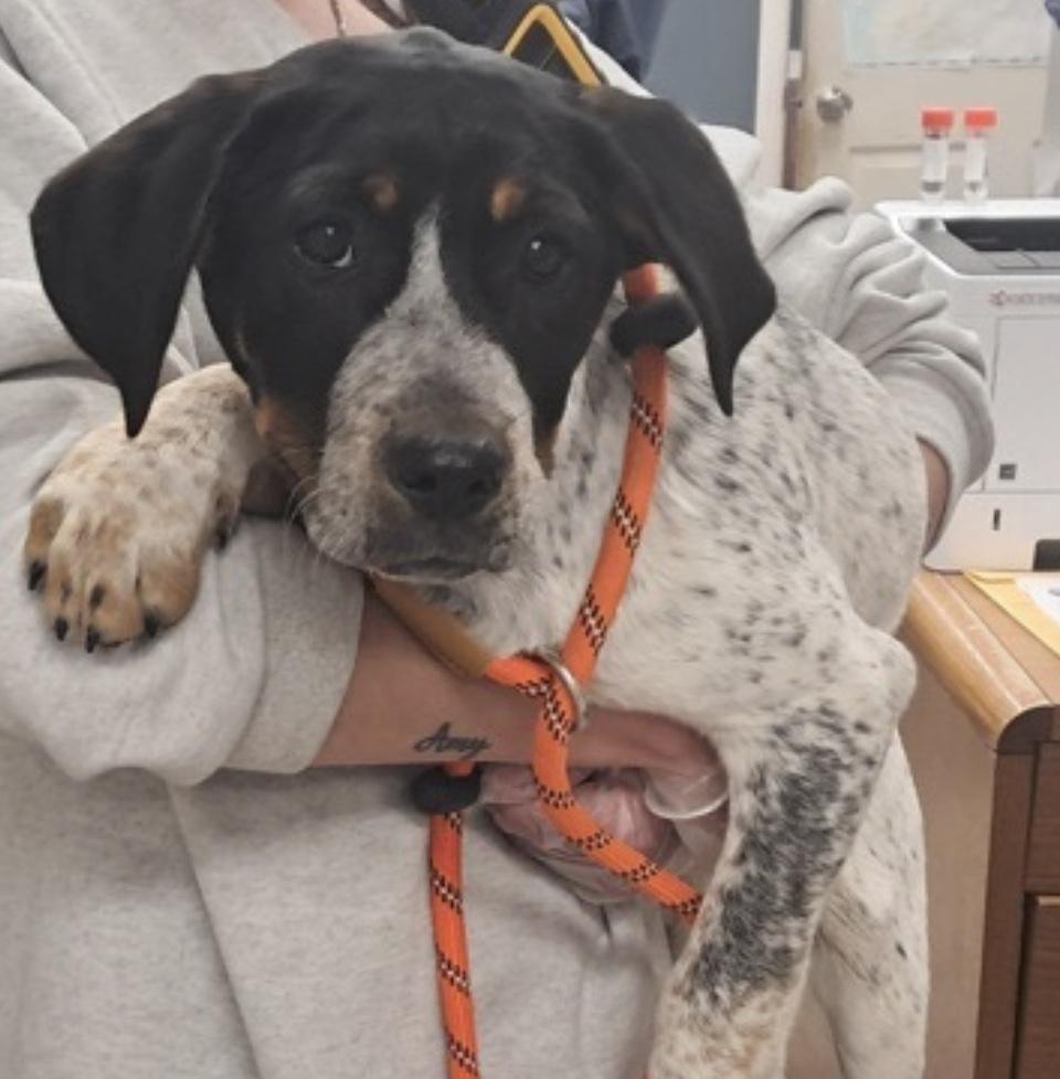 Enlarge Lizzy, an adopted Australian Cattle Dog / Blue Heeler in Hollister, MO image 2/2