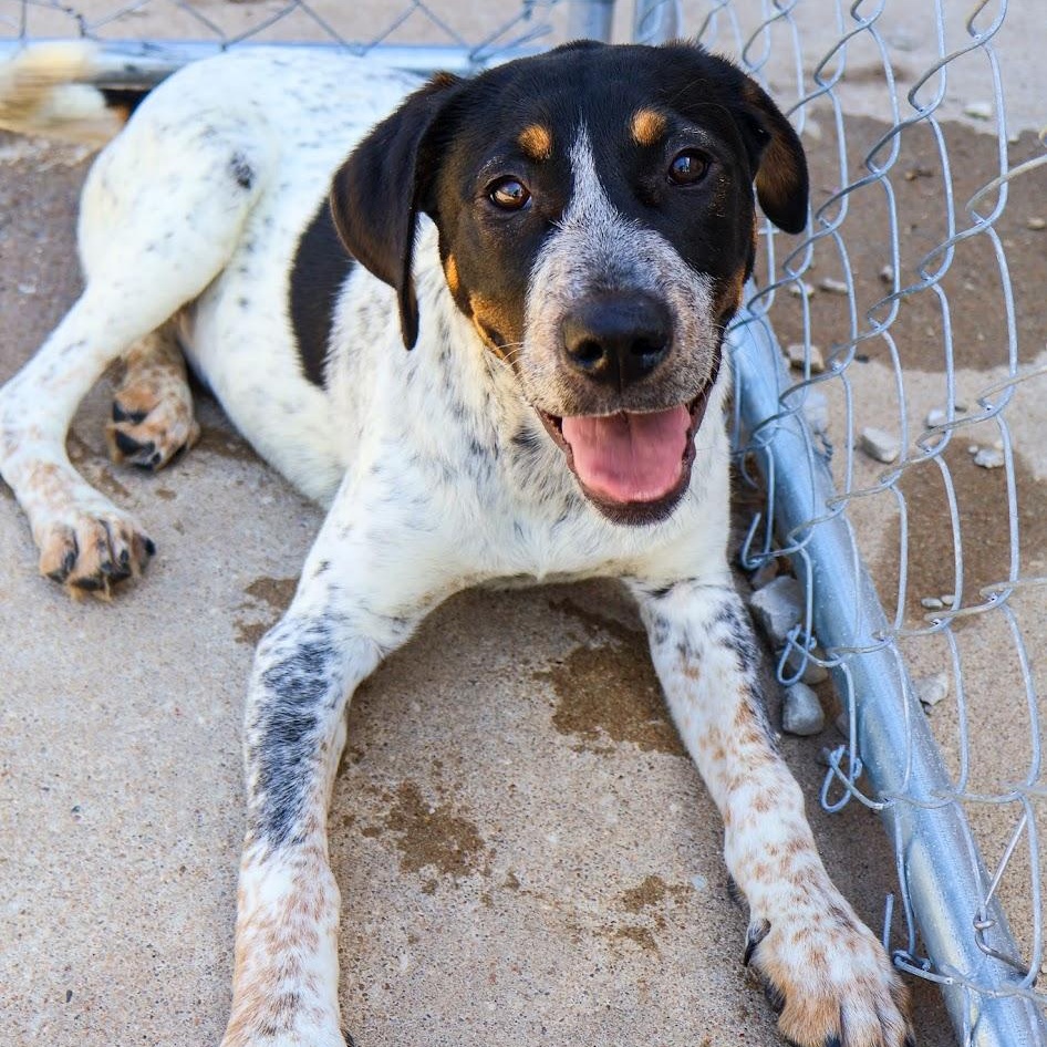 Enlarge Lizzy, an adopted Australian Cattle Dog / Blue Heeler in Hollister, MO image 1/2
