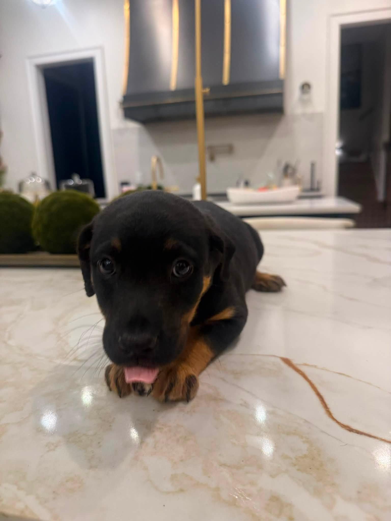 Enlarge Miranda (Sex and the City litter), a Adopted mixed breed in Mount Juliet, TN image 4/5