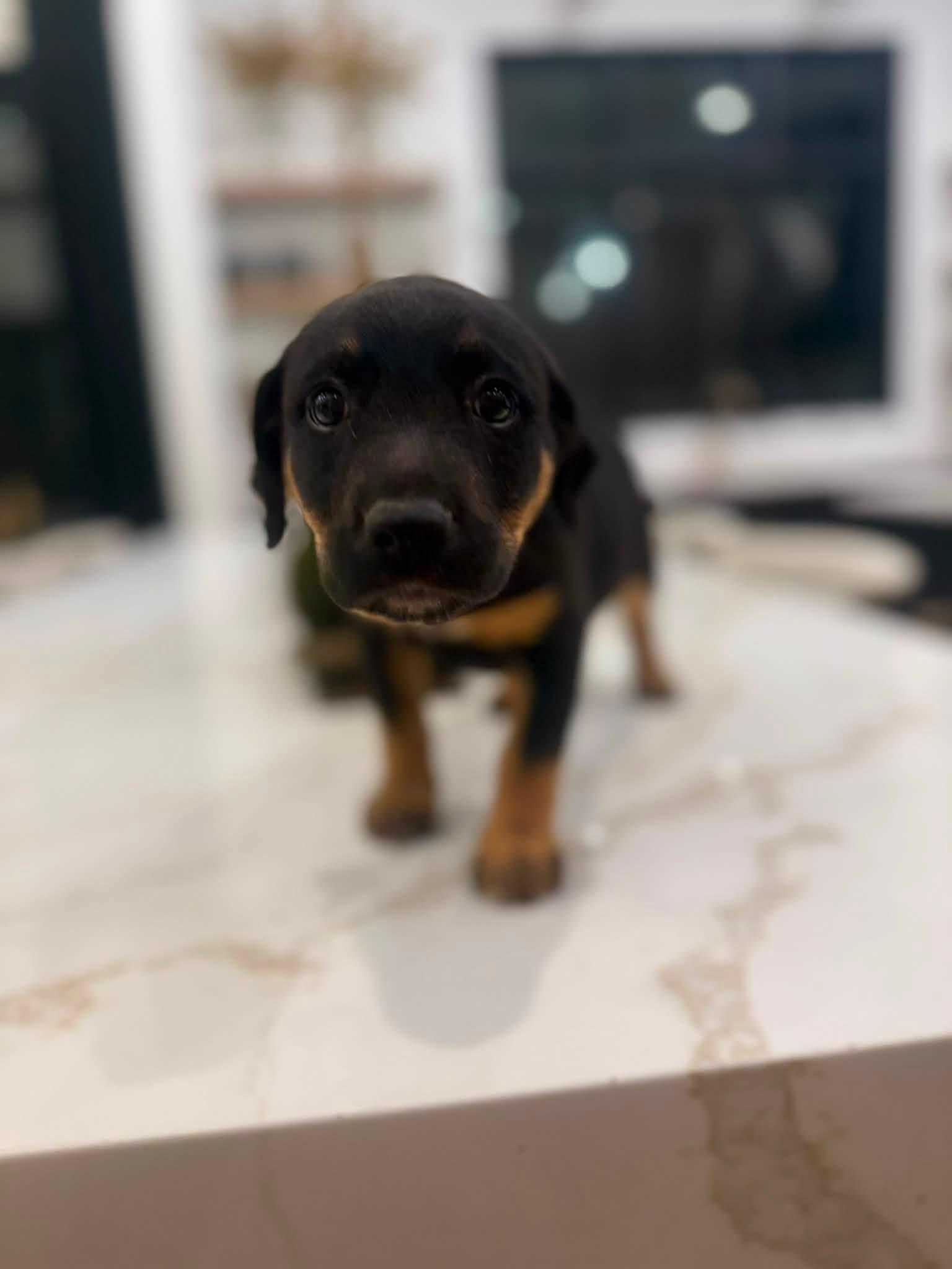 Miranda (Sex and the City litter), Adopted, Puppy Female Mountain Cur & Hound.