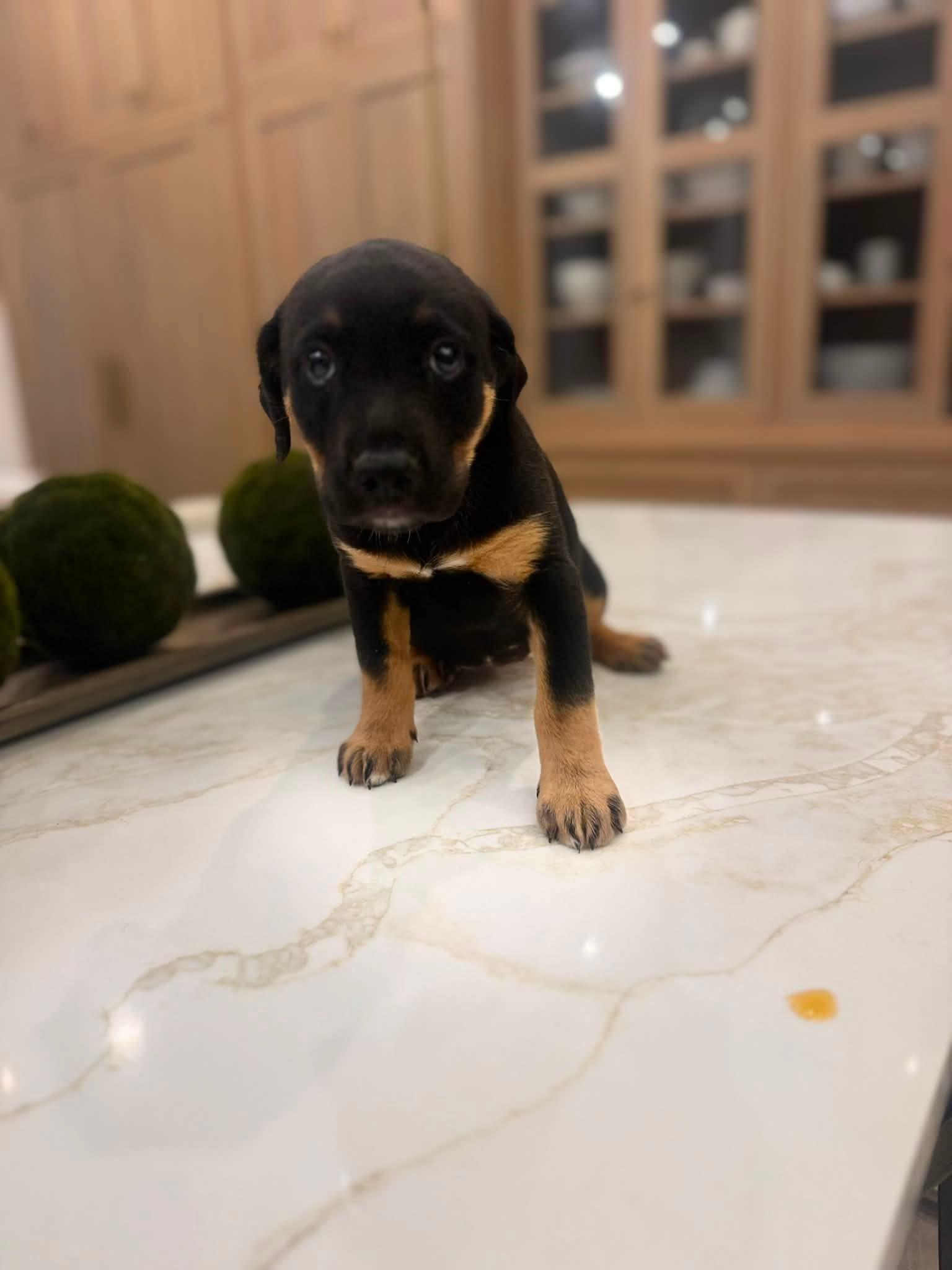 Enlarge Miranda (Sex and the City litter), a Adopted mixed breed in Mount Juliet, TN image 3/5