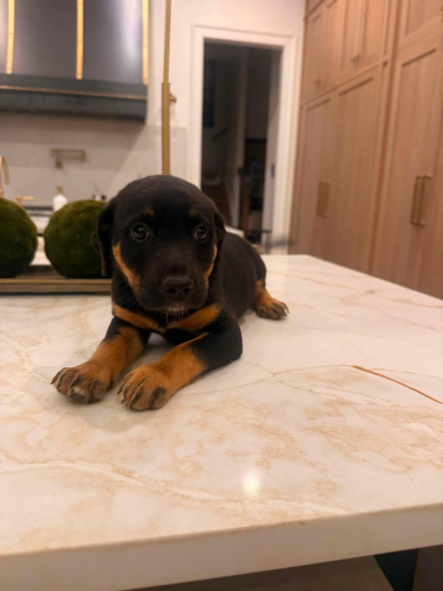 Enlarge Miranda (Sex and the City litter), a Adopted mixed breed in Mount Juliet, TN image 2/5