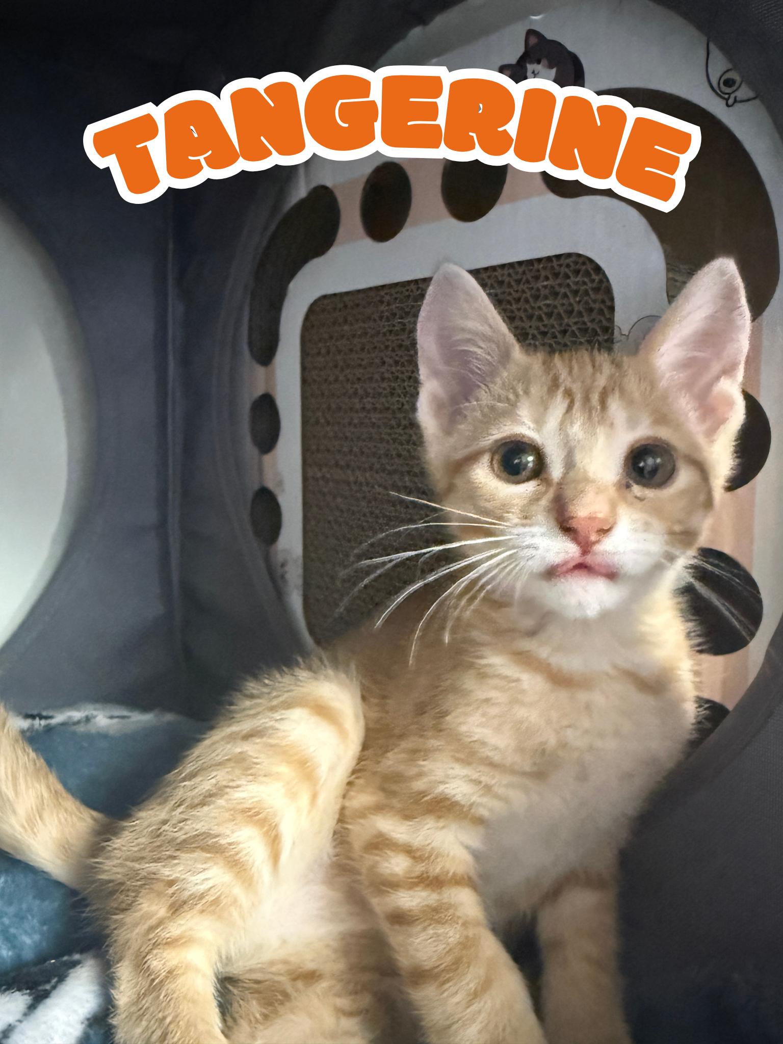 Enlarge Tangerine, an adopted Domestic Short Hair in Orleans, VT image 1/1