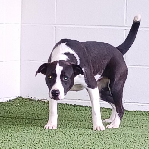 Bailey 1532, an adoptable Labrador Retriever in Shorter, AL, 36075 | Photo Image 2