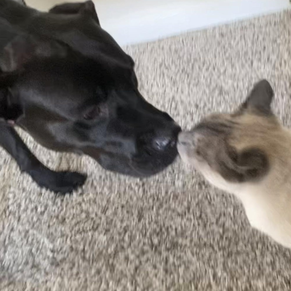 Enlarge Juliette, a Adoptable mixed breed in Marietta, GA image 4/5