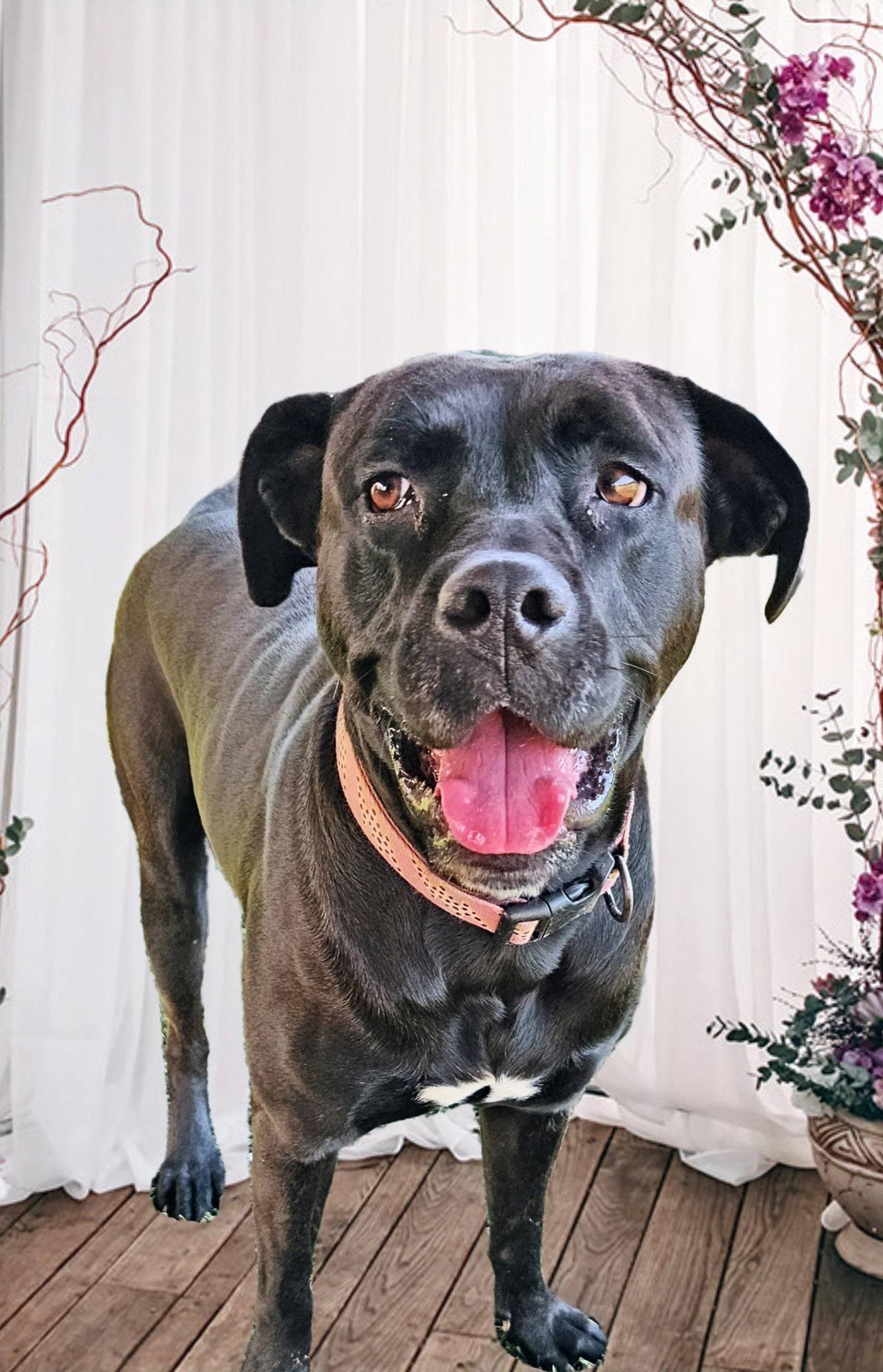 Enlarge Juliette, a Adoptable mixed breed in Marietta, GA image 6/6