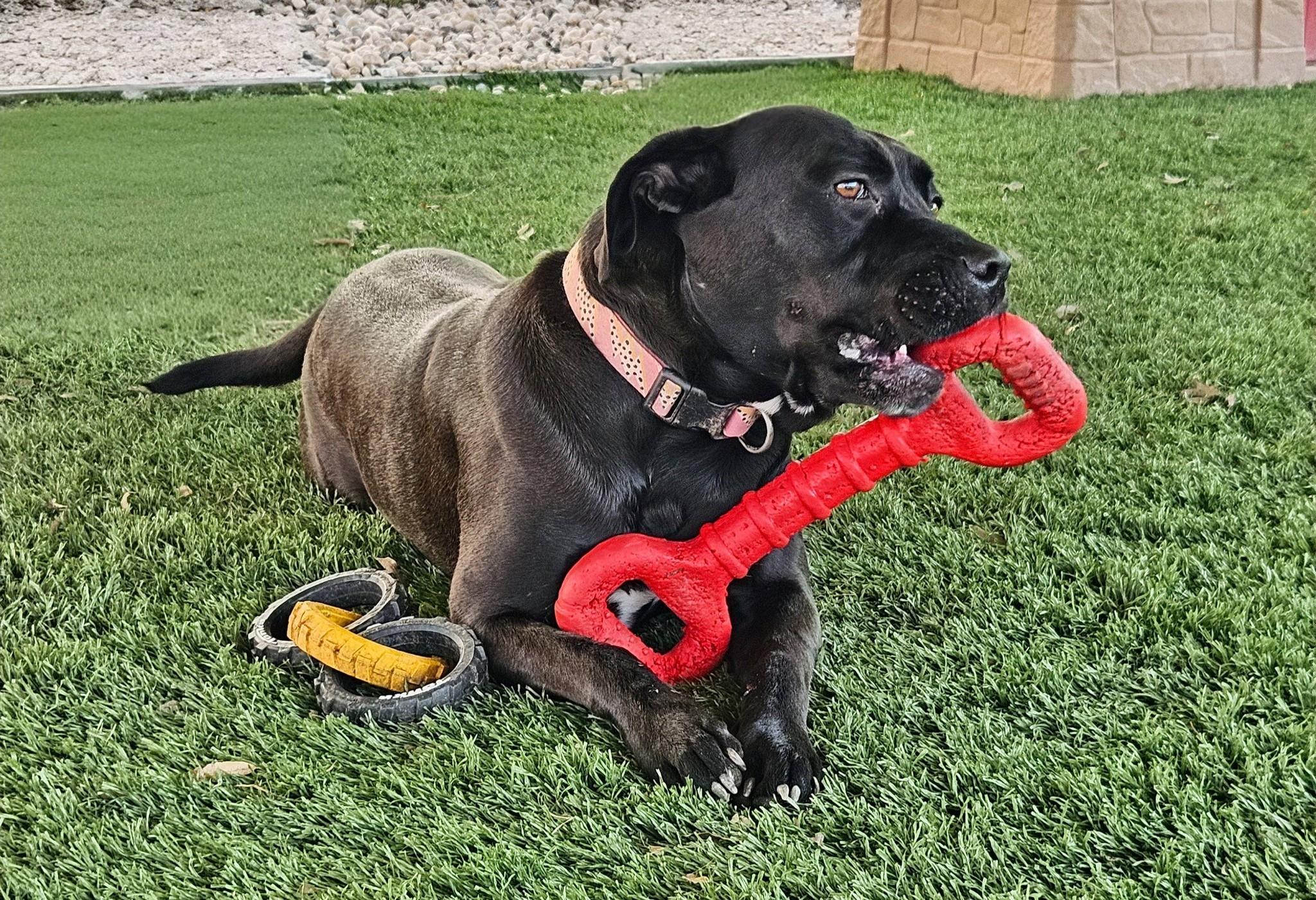 Juliette, Adoptable, Adult Female Black Labrador Retriever & Pit Bull Terrier.