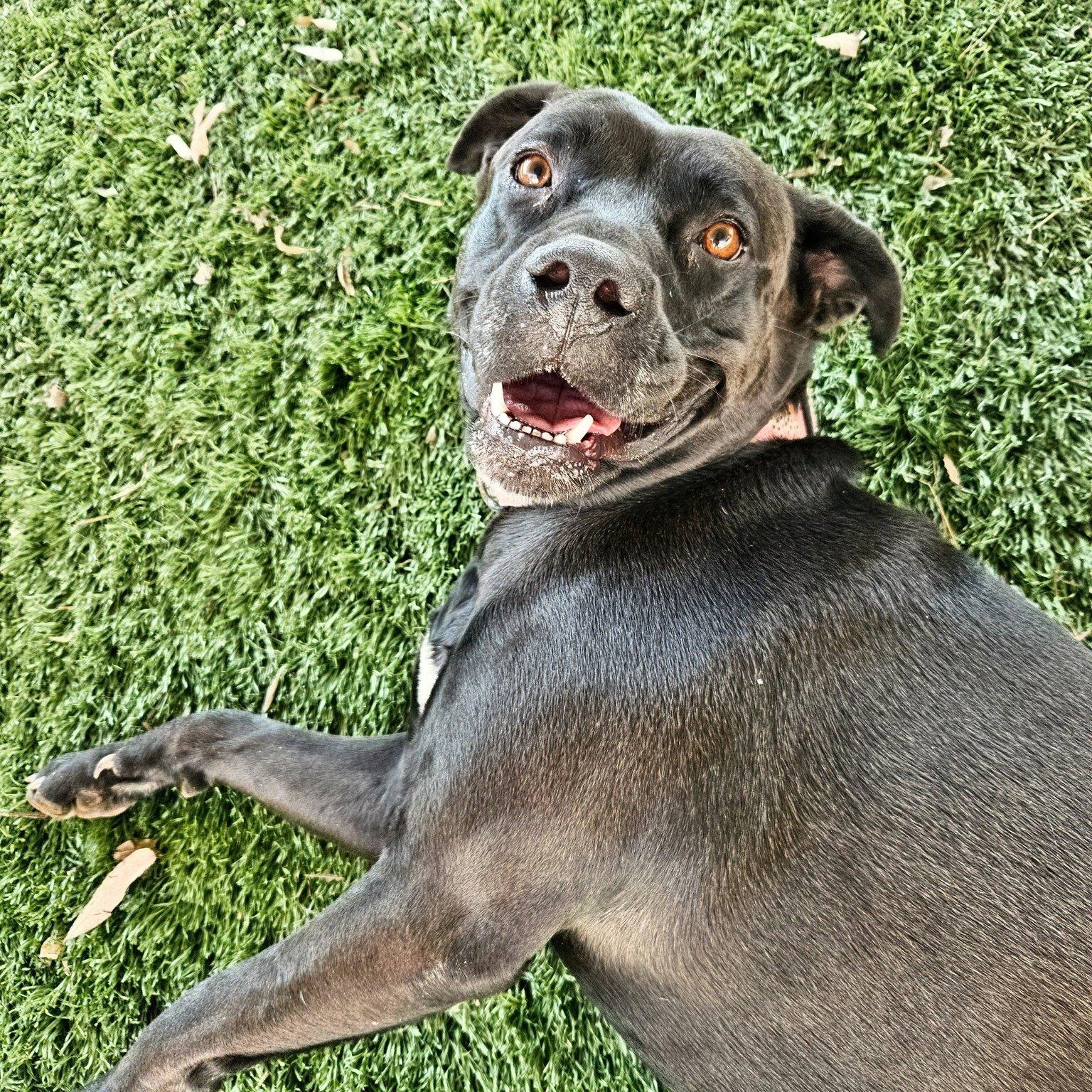 Enlarge Juliette, a Adoptable mixed breed in Marietta, GA image 1/6