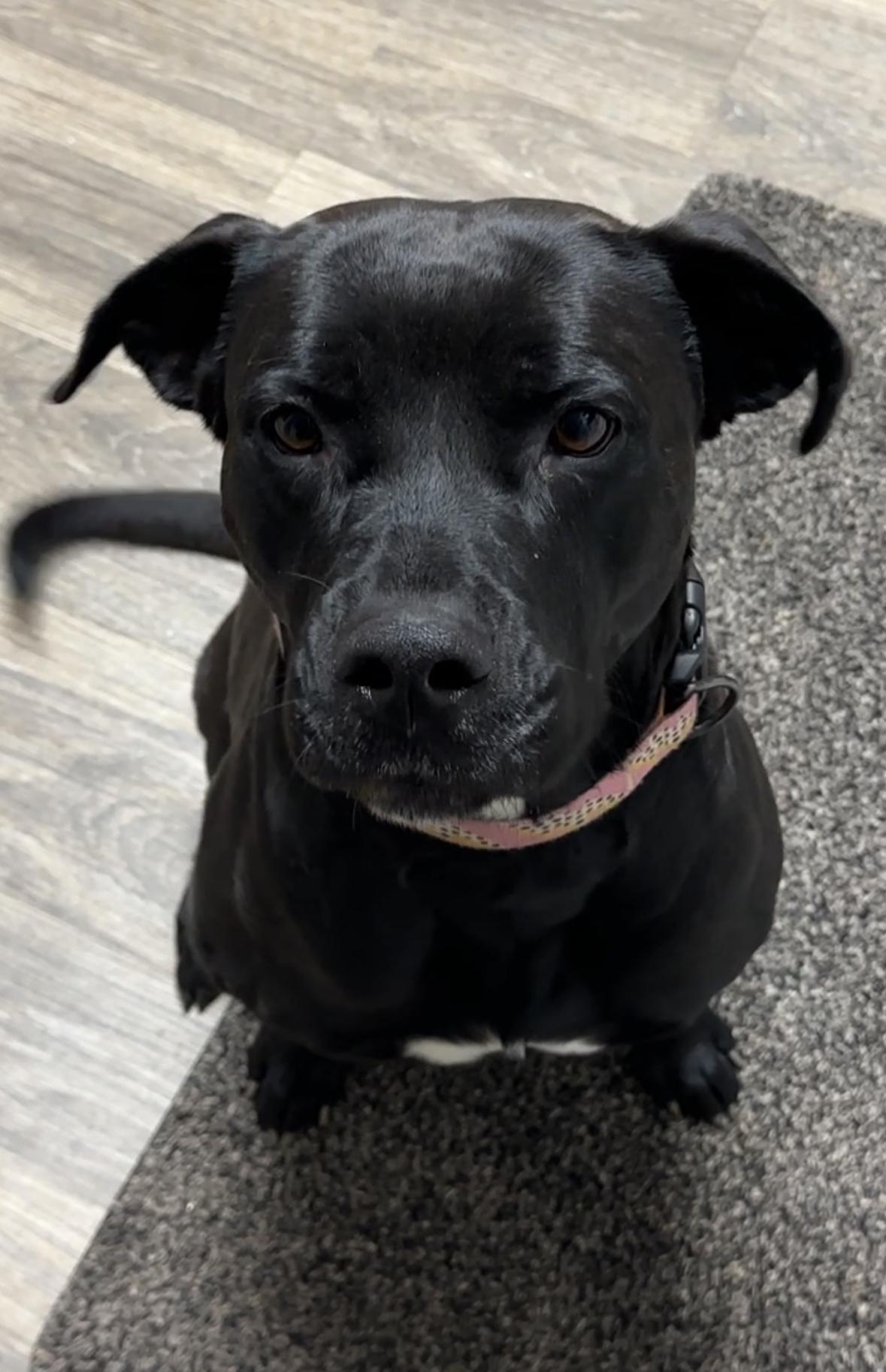 Enlarge Juliette, a Adoptable mixed breed in Marietta, GA image 2/6