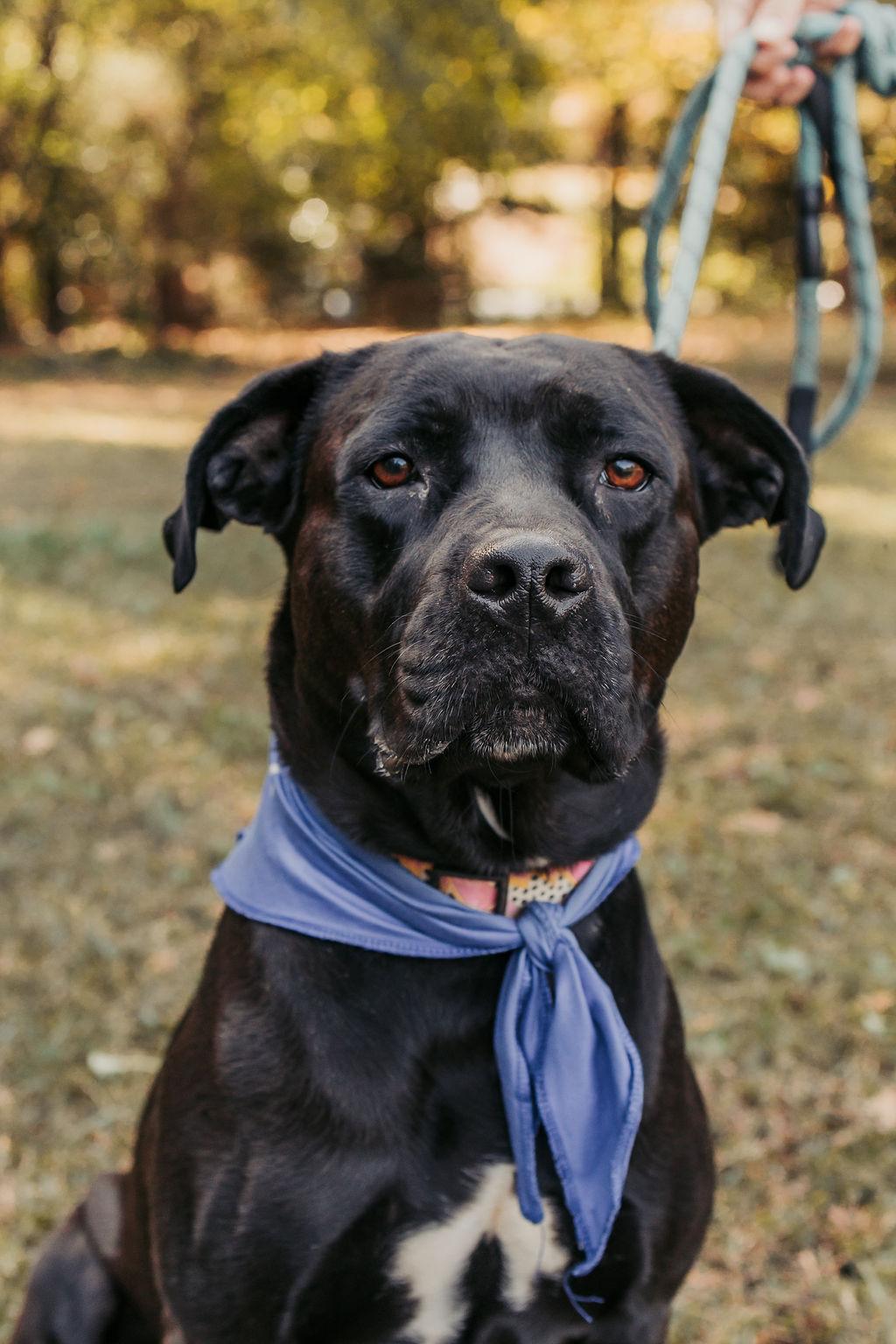 Enlarge Juliette, a Adoptable mixed breed in Marietta, GA image 1/2