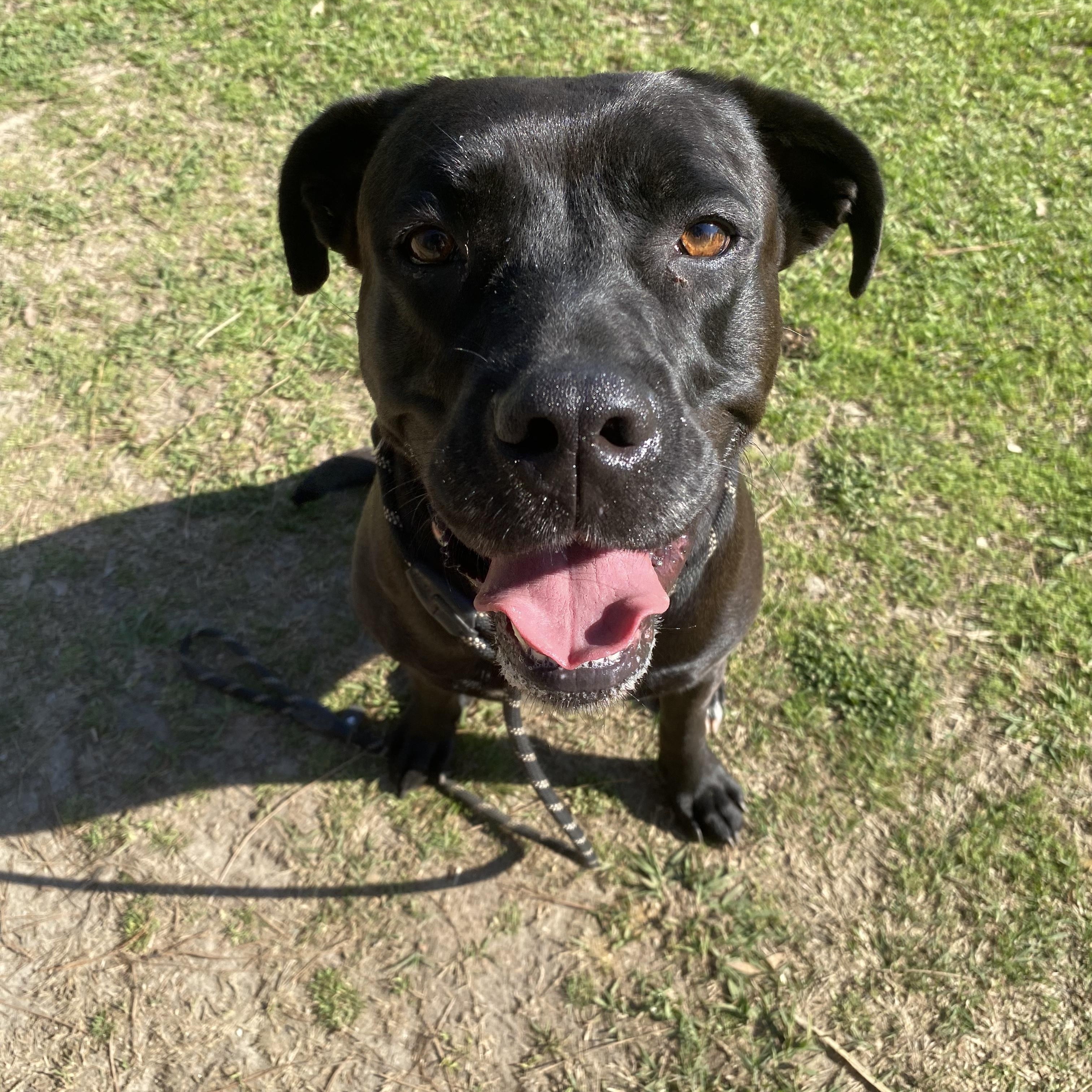 Juliette, Adoptable, Adult Female Black Labrador Retriever & Pit Bull Terrier.