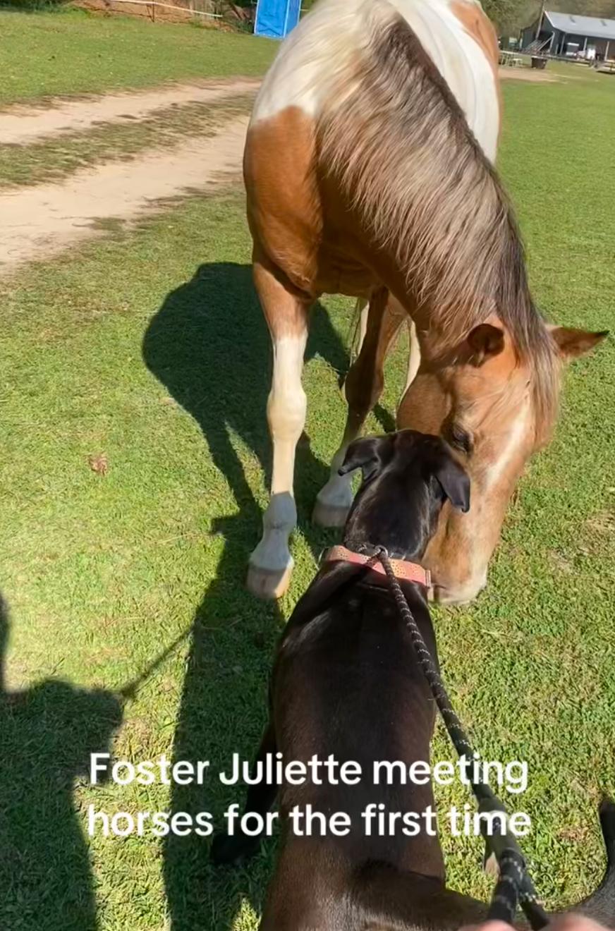 Enlarge Juliette, a Adoptable mixed breed in Marietta, GA image 5/5