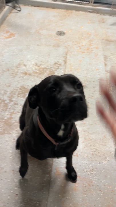 Enlarge Juliette, a Adoptable mixed breed in Marietta, GA video 3/6
