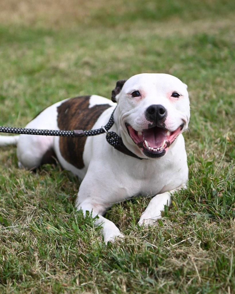 DA 15 Cher, Adoptable, Adult Female Pit Bull Terrier & Terrier.