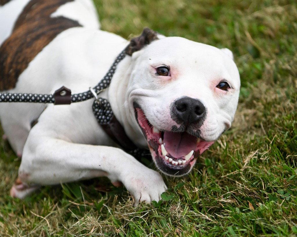 Enlarge DA 15 Cher, a Adoptable mixed breed in Glen Allen, VA image 2/2