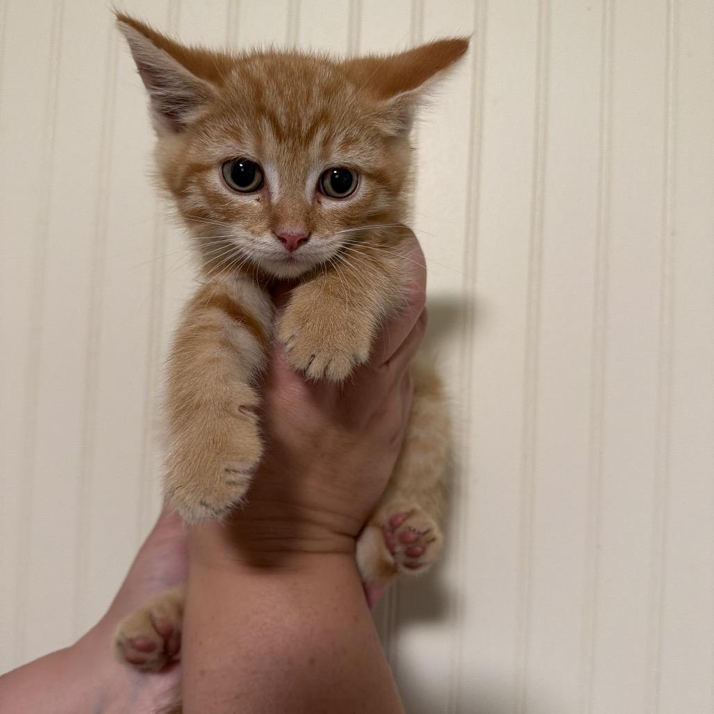 Touchdown, Adoptable, Kitten Female Domestic Short Hair.