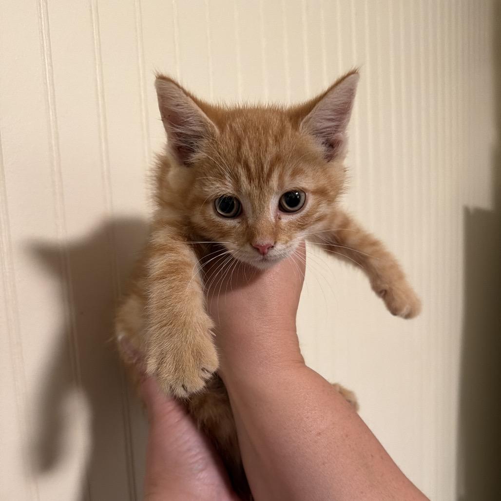 Enlarge Touchdown, a Adoptable Domestic Short Hair in Sequatchie, TN image 2/3