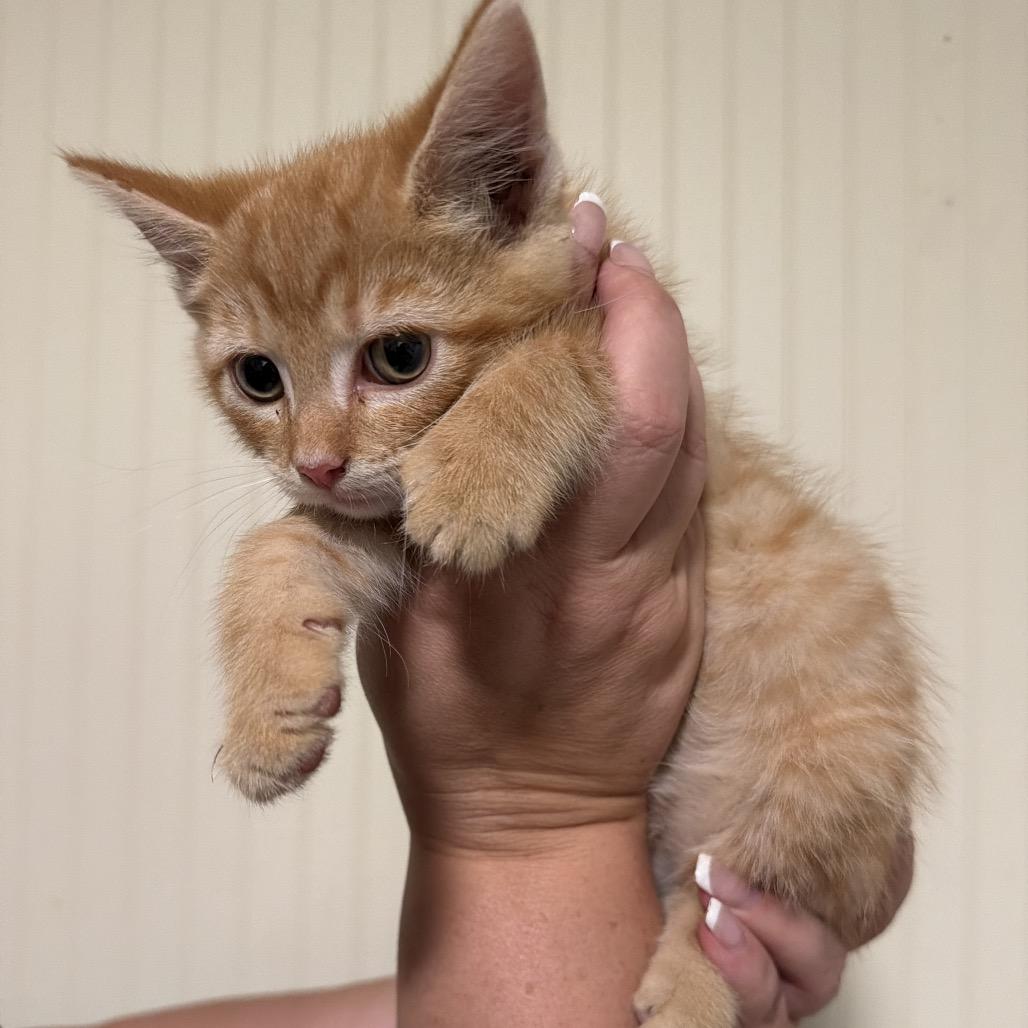 Enlarge Touchdown, a Adoptable Domestic Short Hair in Sequatchie, TN image 3/3