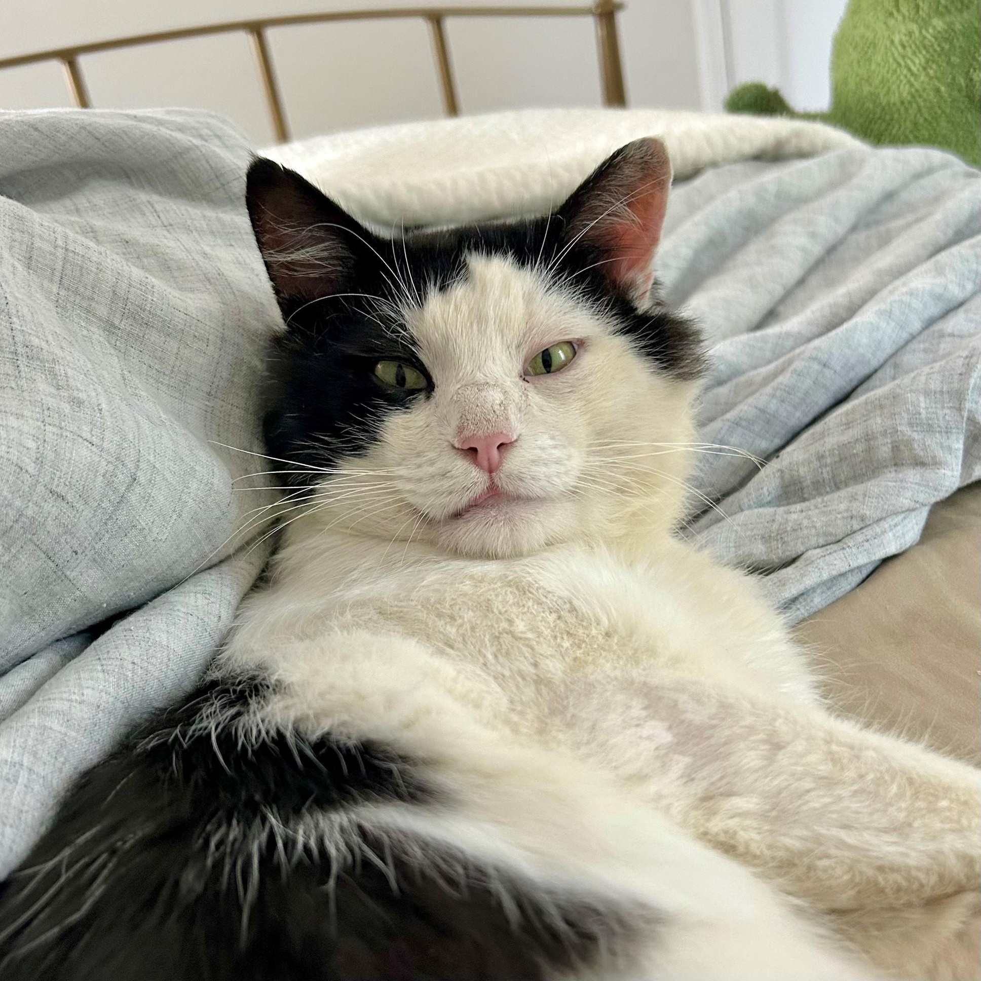 Tux, a Adoptable Domestic Medium Hair in Hixson, TN image 4/6