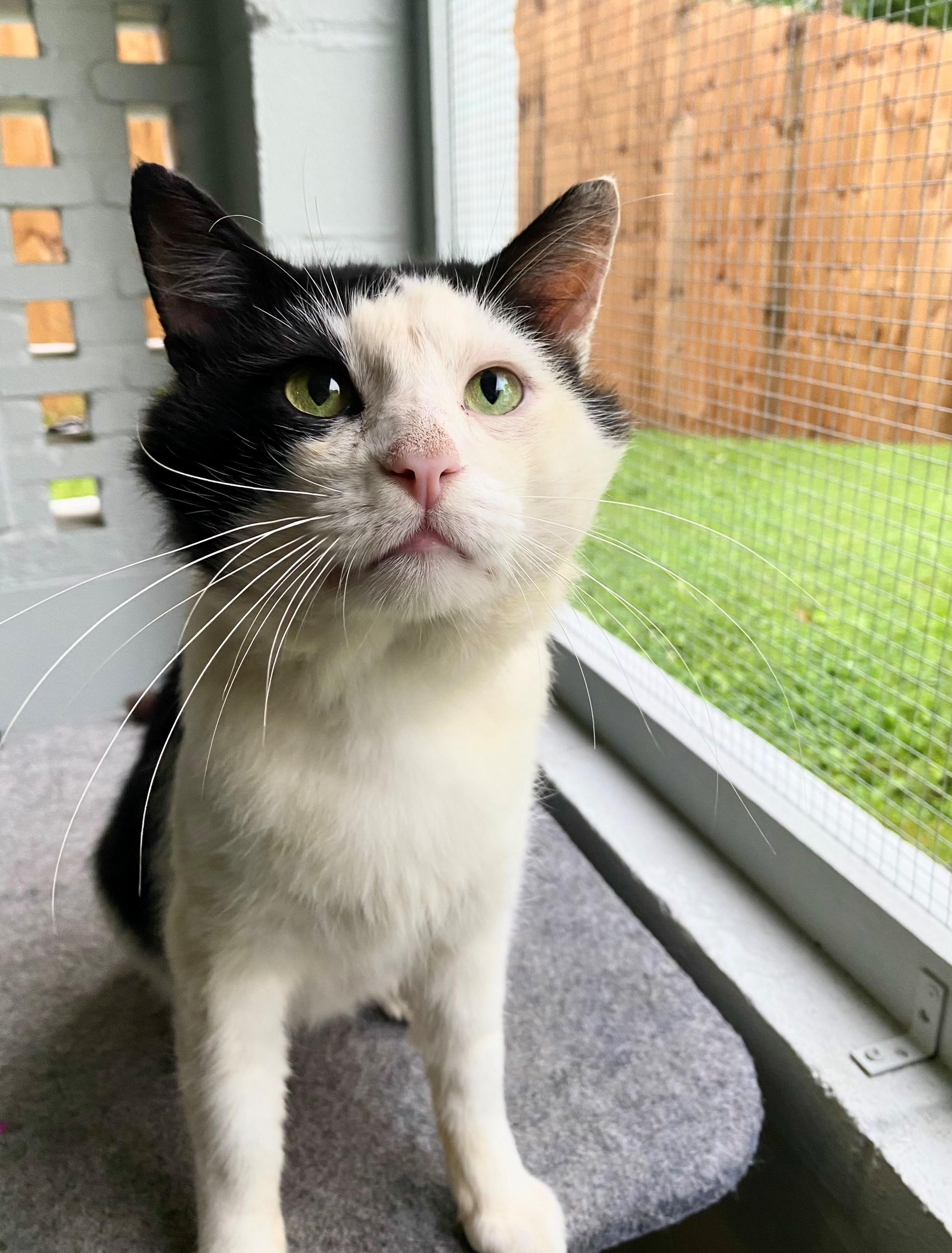 Tux, a Adoptable Domestic Medium Hair in Hixson, TN image 5/6