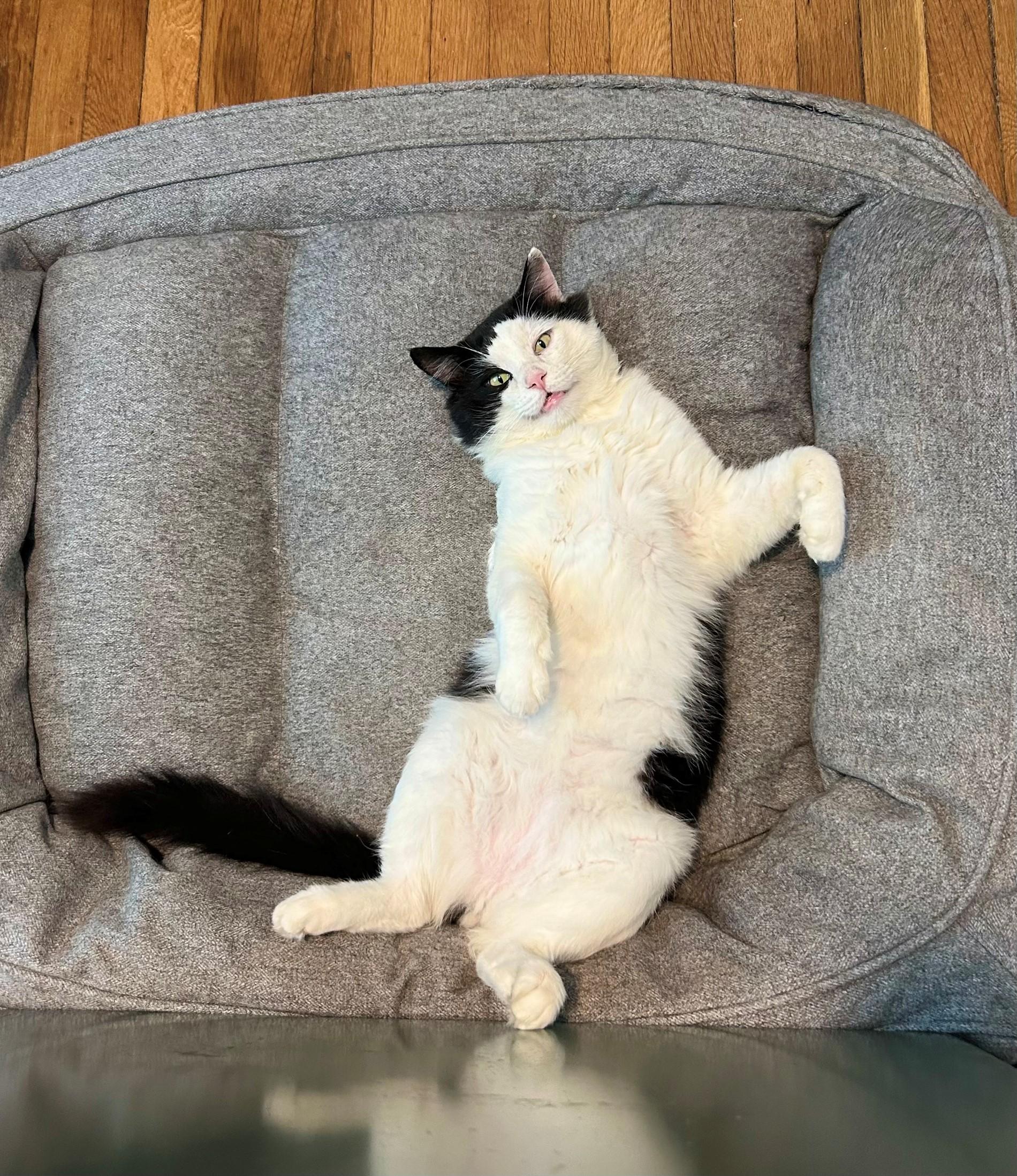 Tux, a Adoptable Domestic Medium Hair in Hixson, TN image 6/6