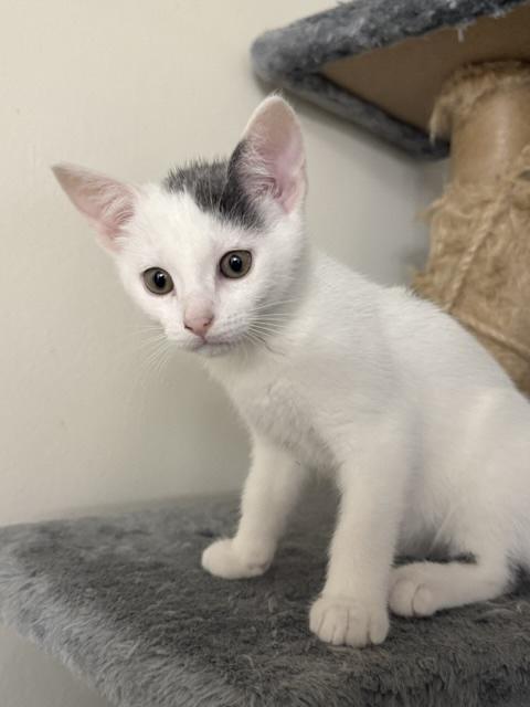 Karma, ADOPTABLE, Kitten Female Domestic Short Hair.
