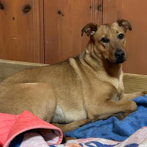 Rosie, an adoptable Hound in Bloomington, MN, 55431 | Photo Image 3