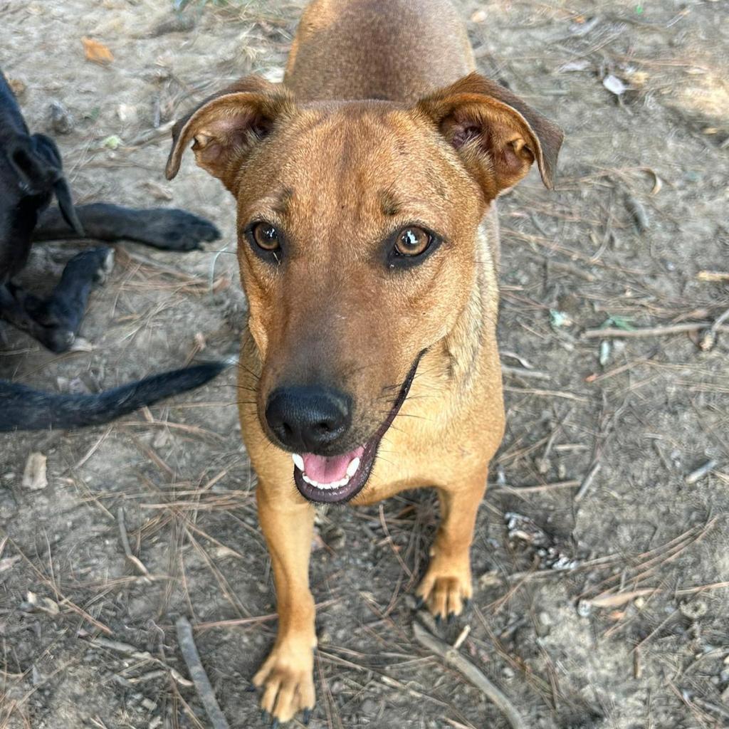 Rosie, an adoptable Hound in Bloomington, MN, 55431 | Photo Image 4