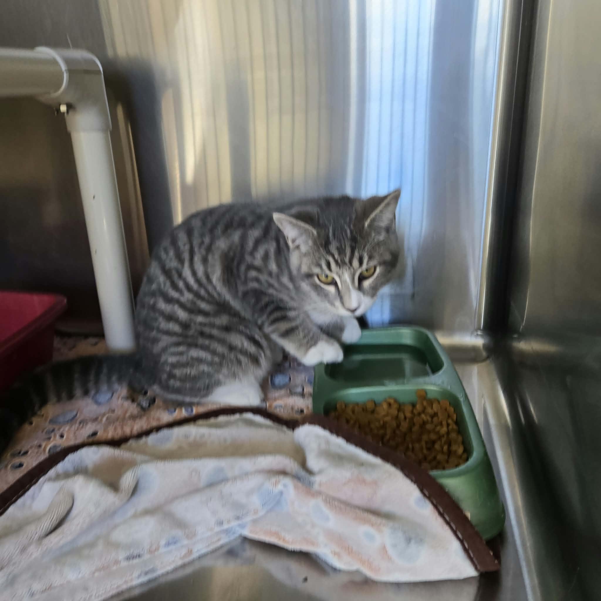 Tamale, Adoptable, Young Male Domestic Short Hair.