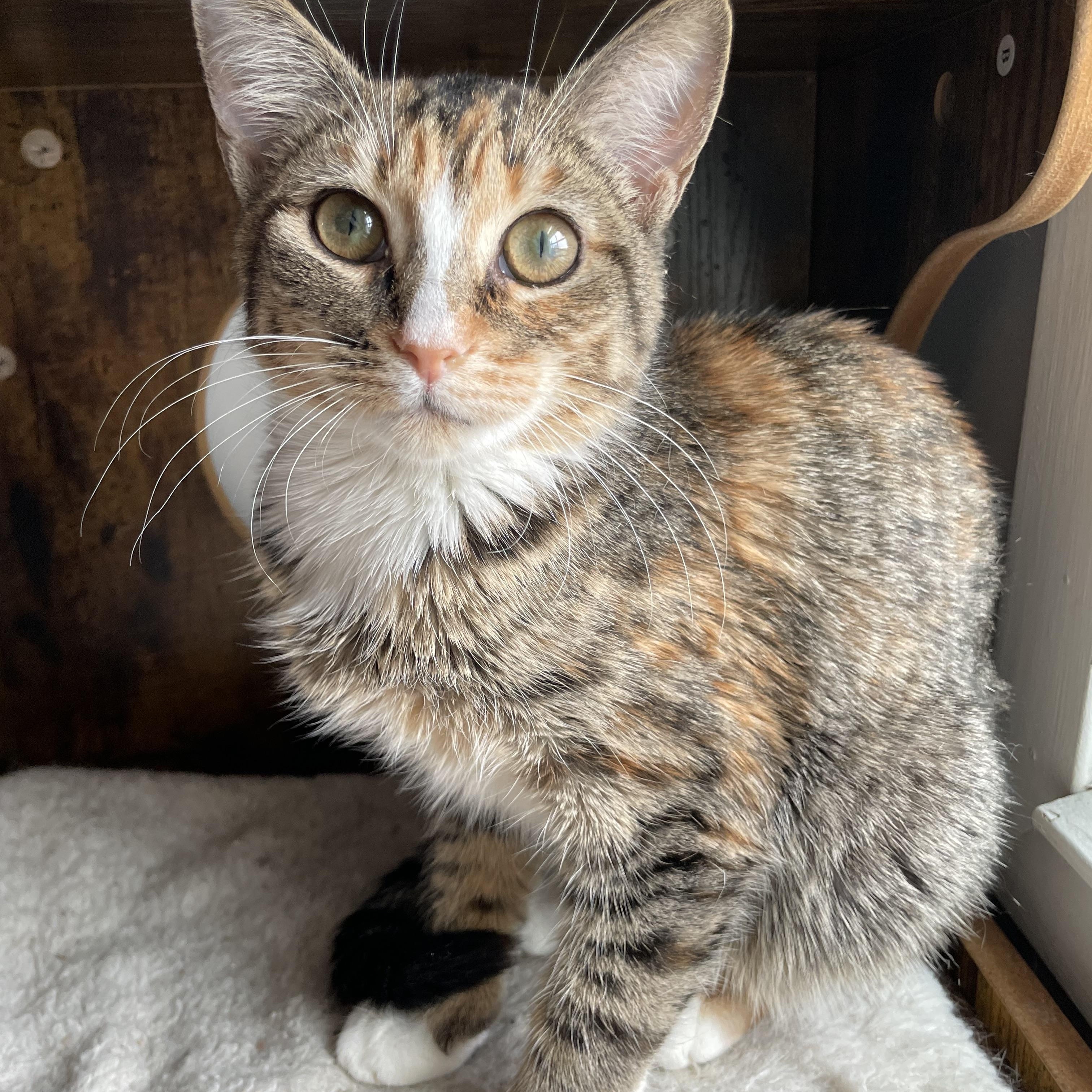 Berry Boo, Adoptable, Young Female Calico & Domestic Short Hair.