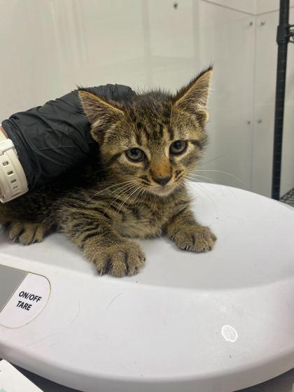 Enlarge Lachlan, an adoptable mixed breed in Sevierville, TN image 2/2