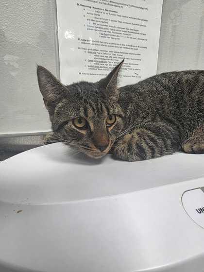 Lachlan, adoptable, Kitten Male Domestic Short Hair.