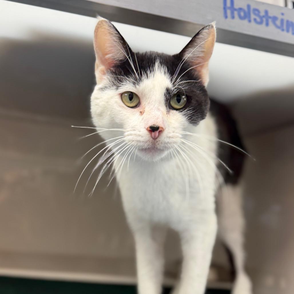 Holstein, a Adoptable Domestic Short Hair in Watertown, NY image 1/2